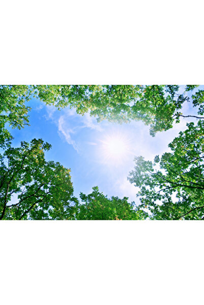 media Πίνακας σε καμβά: Κοιτάζοντας τον ουρανό, 45 x 30 εκ.