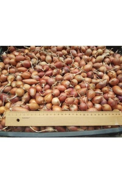 YERLİ MALI Yeşil Soğan Üretimi Için 500 gr Arpacık - Kıska 5 Numara. 500 gr