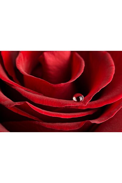 media Πίνακας σε καμβά: Κόκκινο τριαντάφυλλο με δροσιά, 45 x 30 εκ.