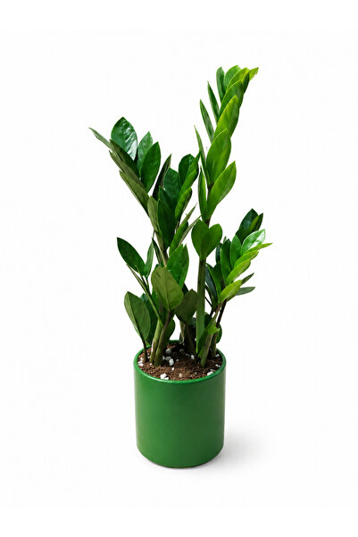 Tunç Botanik ZEZE ÇİÇEĞİ - ZAMİA YEŞİL SERAMİK SAKSIDA 40-50 CM