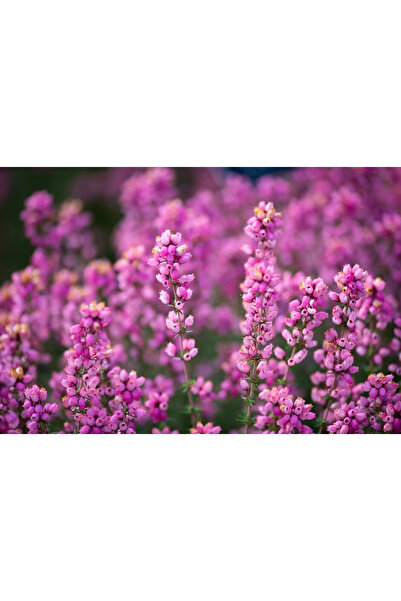 Ecotera Μαύρο Χέθερ (Erica cinerea) – διακοσμητικό θάμνο, ροζ/μοβ άνθη, γλάστ...