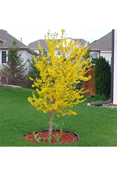 Ecotera Φορσίθια × ιντερμίντια 'Λάινγουντ' – διακοσμητικό θάμνο, κίτρινα άνθη...