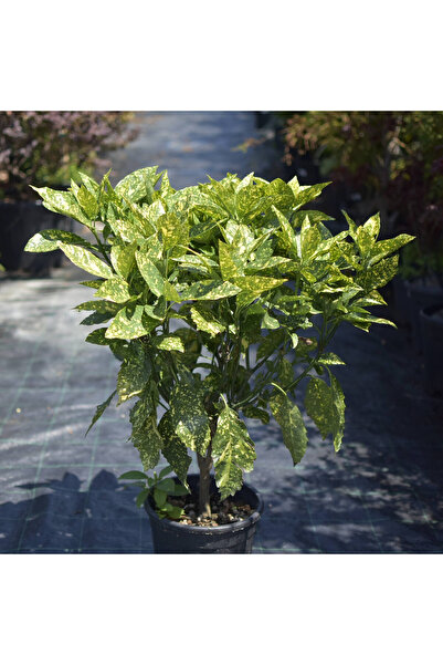 Ecotera Αουκούμπα Ιαπωνική (Aucuba japonica) – διακοσμητικό θάμνο για σκιά, μ...