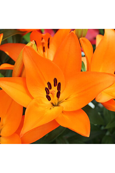 Ecotera Κρίνος Μπαρόλο (Lilium) – διακοσμητικό φυτό, με μεγάλα και αρωματικά ...