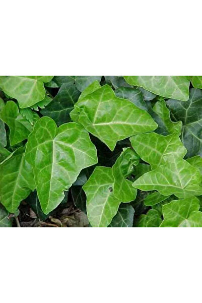 Ecotera Κισσός (Hedera helix) – αναρριχόμενο φυτό, αειθαλή φύλλα, γλάστρα, 1 μ.