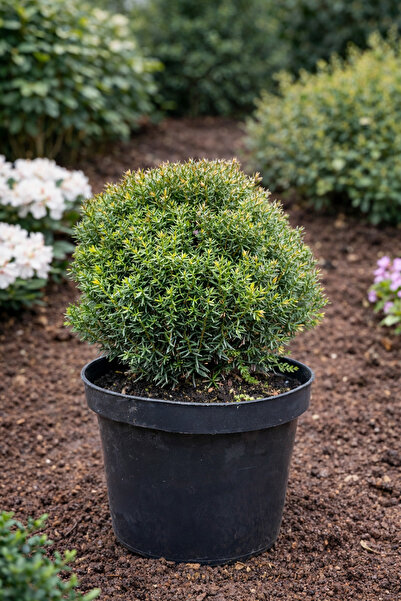 Ecotera Θούγια Τέντι (Thuja Occidentalis) – σφαιρικός νάνος αιθέριος ξυλοφόρο...