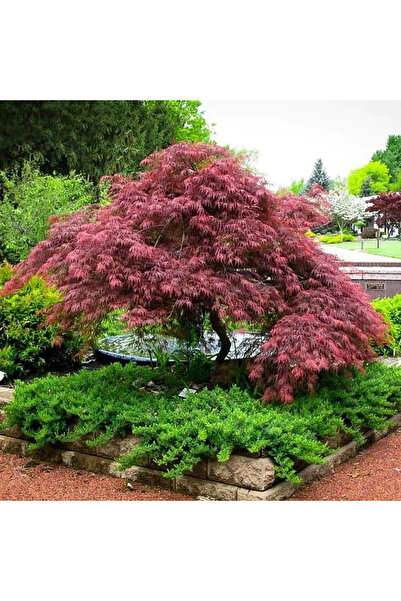 Ecotera Ιαπωνικό σφενδάμι (Acer palmatum 'Inabashidare') – διακοσμητικό θάμνο...