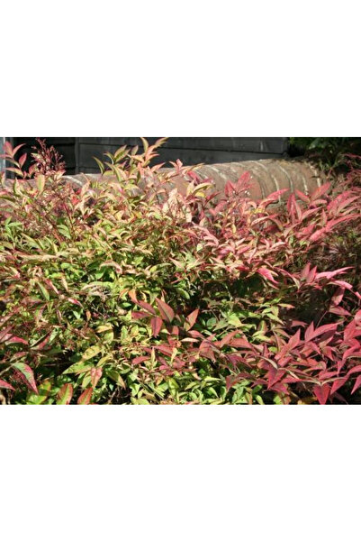 Ecotera Ιερό Μπαμπού (Nandina domestica 'Richmond') – διακοσμητικό θάμνο, φύλ...