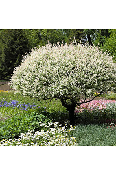 Ecotera Ιαπωνική ιτιά (Salix 'Hakuro Nishiki') – διακοσμητικό θάμνο, ποικιλόχ...