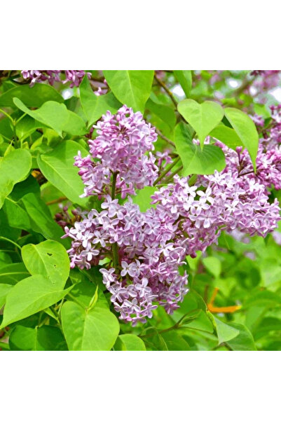 Ecotera Λιλά κοινή (Syringa vulgaris) – διακοσμητικό θάμνο, αρωματικά άνθη, σ...