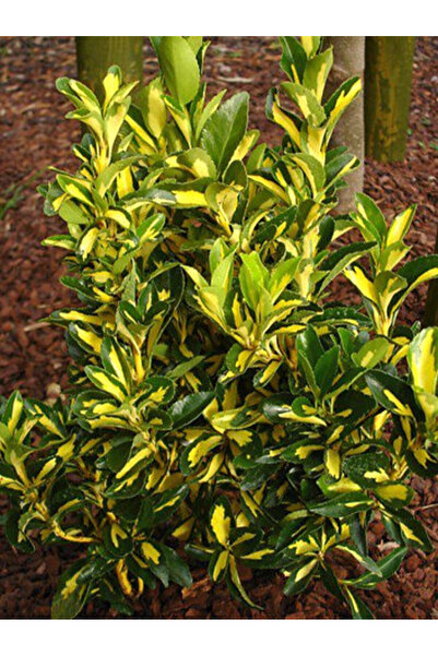 Ecotera Ιαπωνικό Σπιντλ (Euonymus japonicus 'Aureopictus') – διακοσμητικό θάμ...