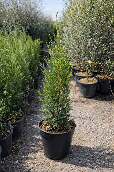 Ecotera Κυπαρίσσιος Leyland (Cupressocyparis Leylandii Pyramidalis) – διακοσμ...