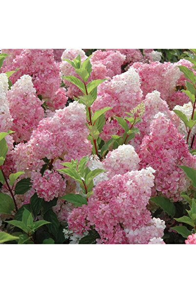 Ecotera Ορτανσία (Hydrangea Paniculata 'Little Fresco') – διακοσμητικό θάμνο,...