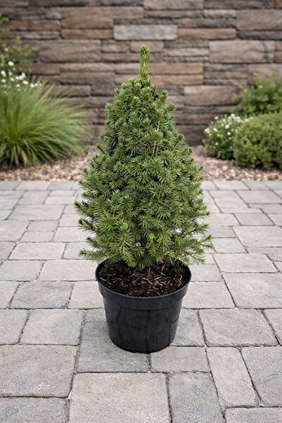 Ecotera Νάρκη έλατο (Picea glauca 'Conica') – διακοσμητικό ελάτηρο, ακατέργασ...