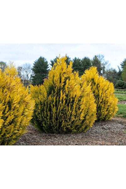 Ecotera Θούγια πλικάτα '4Ever Goldy' – χρυσός διακοσμητικός ξυλόφυτος, γλάστρ...