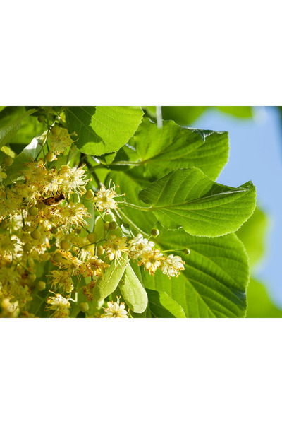 Ecotera Ασημένια Φλαμουριά (Tilia tomentosa) – διακοσμητικό δέντρο, ασημένιο ...