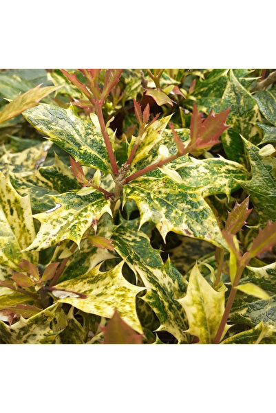 Ecotera Οσμανθός (Osmanthus spp.) - αειθαλές διακοσμητικό θάμνο, αρωματικά άν...