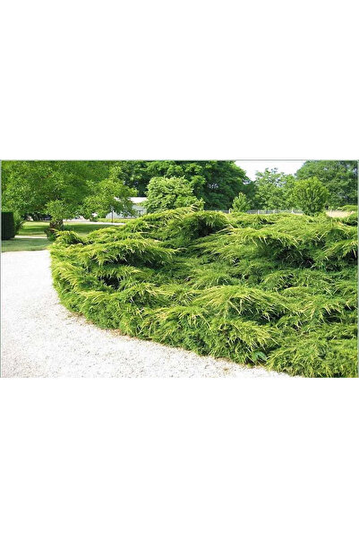 Ecotera Τζινάπερος Τζούλεπ (Juniperus horizontalis) – ημι-ρεωριζόμενο διακοσμ...