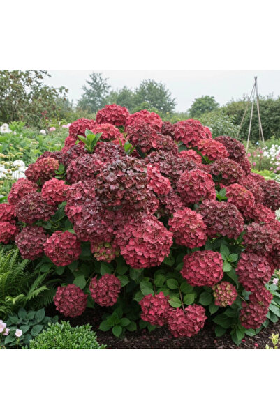 Ecotera Ορτανσία (Hydrangea Macrophylla 'Chocolate') – διακοσμητικό θάμνο, φύ...