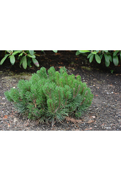 Ecotera Pinus mugo (Pinus mugo) – νάνος διακοσμητικός ξυλόφυτος, βαθύ πράσινο...