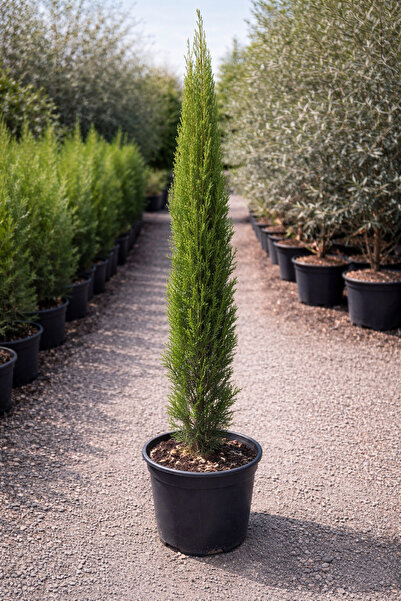 Ecotera Ιταλικός Κυπαρίσσιος (Cupressus sempervirens 'Totem') – διακοσμητικός...