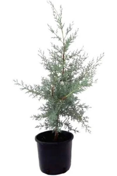 Ecotera Κυπαρίσσιος της Αριζόνα (Cupressus arizonica) – αειθαλές διακοσμητικό...