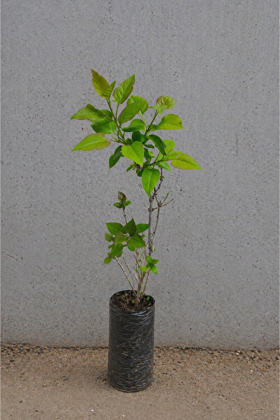 Vasada Mor Çiçekli Leylak Fidanı Syringa Vulgaris Tüplü 30-35 cm