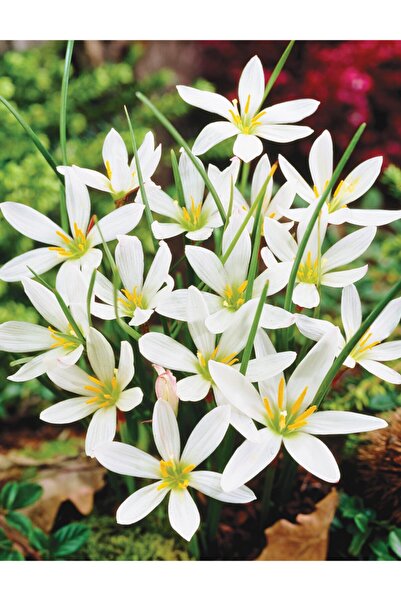 ide bahce Zephyranthes Candida White Zıpçıktı Yağmur Zambağı Soğanı Beyaz
