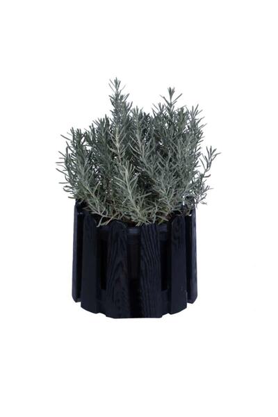 HOBİ VE BAHÇE Lavanta Saksıda Lavandula Officinalis - Canlı Çiçek