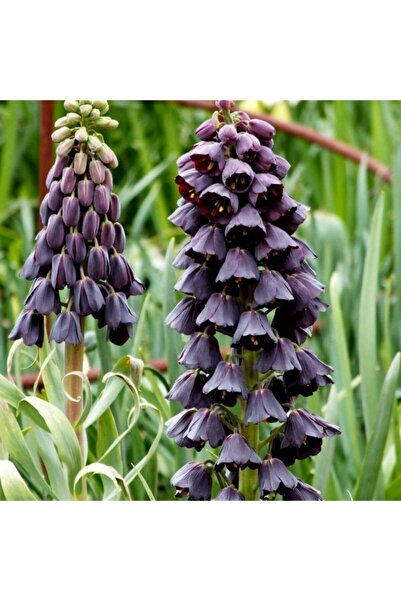 LOBELYA TOHUMCULUK 2 Adet Soft Mor Renkli Ithal Ters Lale Çiçeği Soğanı