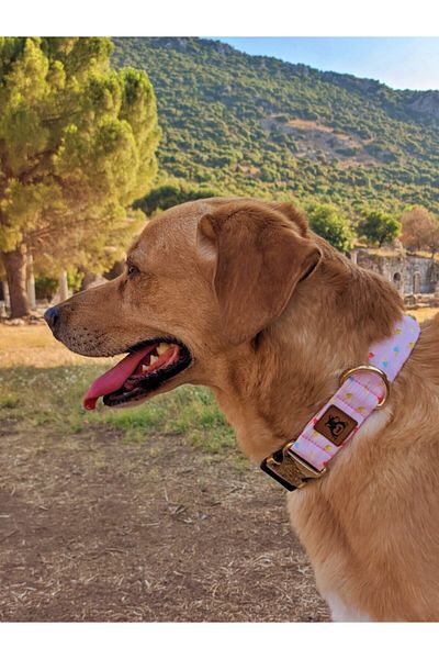 UTDpet Daydream طوق الكلب Midlite