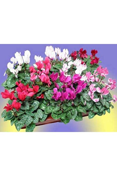 YEŞİLİMARKET Sıklamen Çiçeği Mini 3 Adet Canlı ( Karışık Renk ) 12cm Saksıda ...