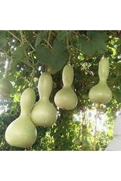 Köy Tohumları 5 Adet Tohum Su Kabağı Tohumu Nadir Su Kabağı Kabak Tohumu Sürp...