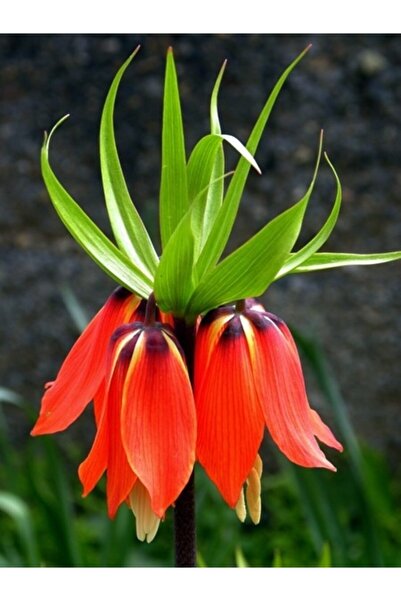 LOBELYA TOHUMCULUK 1 Adet Kırmızı Renkli Ters Lale Çiçeği Soğanı