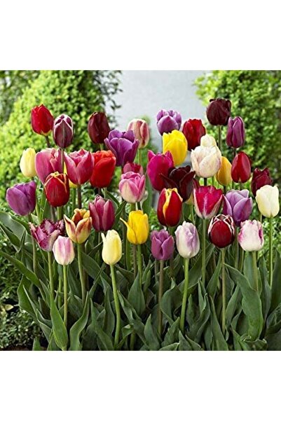 Vip-Aksesuar Karışık Renk Lale Soğanı 20 Adet