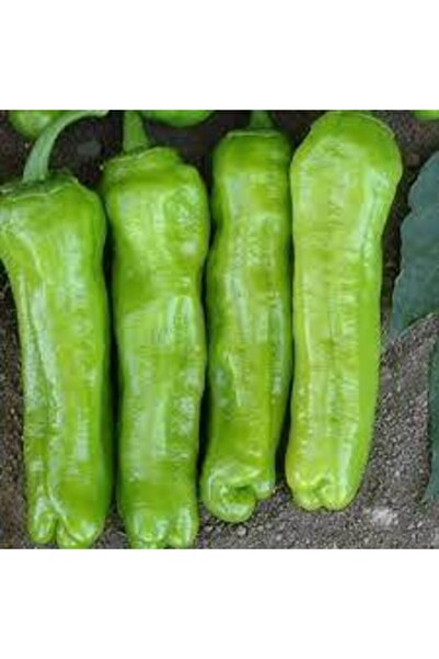 Köy Tohumları 50 Adet Tohum Meşhur Mazamat Biberi Tohumu Üç Burun Biberi Tohu...