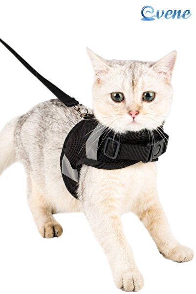 Siyah Kedi Tasmasi Modelleri Fiyatlari Trendyol