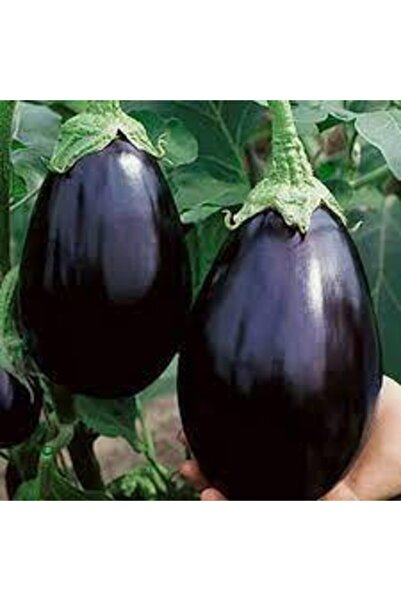 Köy Tohumları 120 Adet Tohumnadir Iri Dev Hollanda Bostan Patlıcan Tohumu Köz...