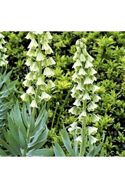 LOBELYA TOHUMCULUK 1 Adet Beyaz Renkli Ters Lale Çiçeği Soğanı