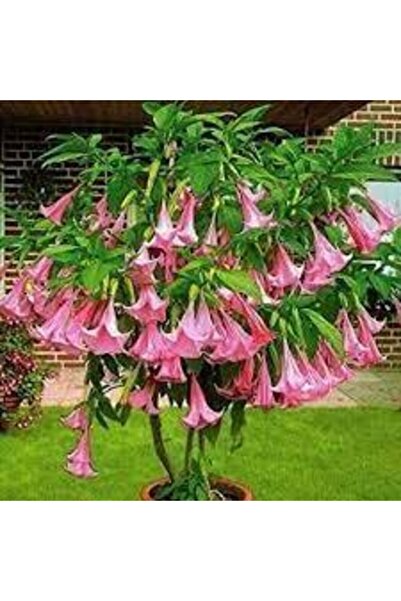 Köy Tohumları 10 Adet Tohum Pembe Angel Trumpet Çiçeği Meleklerin Borazanı Çi...