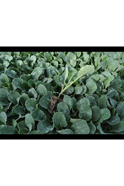 The Best Online Thebestonline Beyaz Lahana Fidesi 10 Adet