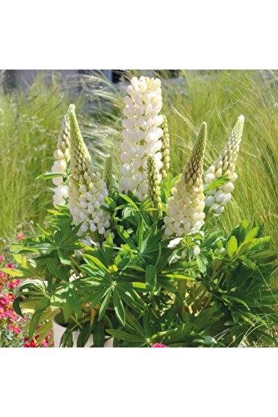Mutlu Paket White Lupin Beyaz Acı Bakla Çiçeği Tohumu (30 Tohum)