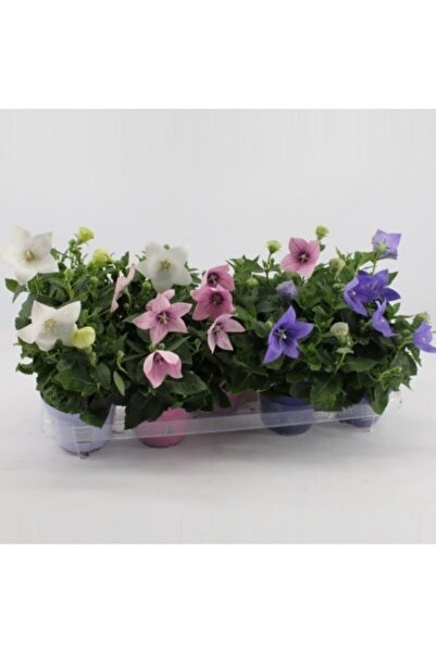 Mutlu Paket Büyük Karışık Renkli Platycodon Balon Çiçeği Tohumu (100 Tohum)