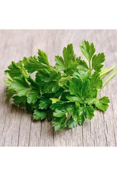 Mutlu Paket Yeşil Mucize Iri Yapraklı Maydanoz Fidesi(5 Adet)
