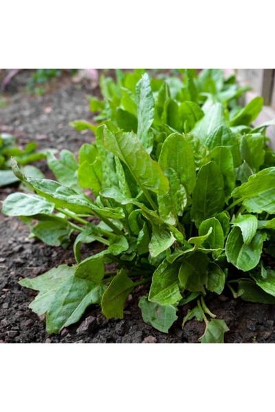 Mutlu Paket Yeşilim Kuzu Kulağı (ekşi Kulak) Fidesi(5 Adet)