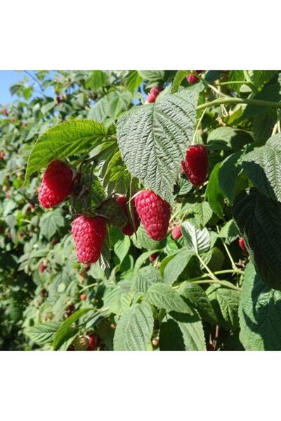Mutlu Paket Tüplü Verimli Hollanda Boduru Ahududu (frambuaz) Fidanı