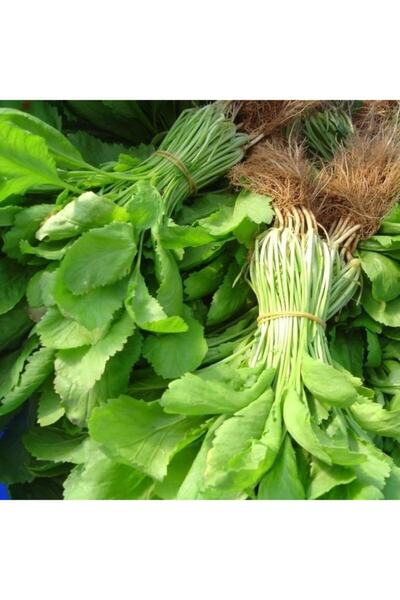 Mutlu Paket Geleneksel Iri Geniş Yapraklı Aromatik Yeşil Tere Fidesi (5 Adet)