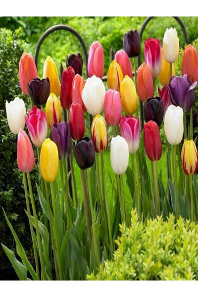 Genel Markalar Karışık Renk Lale Soğanı 10 'lu