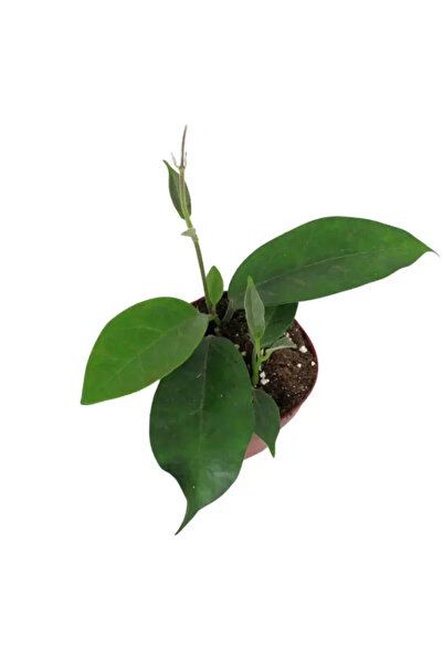 Eufloria Hoya albiflora Ø12cm