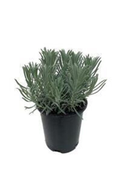 Potted Lavender Seedling 1 Piece 30-40 Cm (lavandula Intermedia)